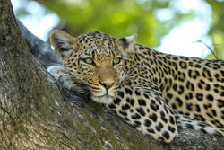 Macan tutul.png